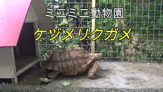 ミニミニ動物園