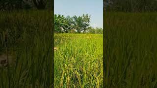 Kaveri 9090 hybrid Paddy