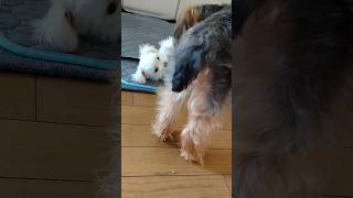 【子犬4ヶ月のポポ】先住犬チョコにお腹を出してるけど　　#マルチーズ　#子犬　#ポポ　#幼犬　#4ヶ月　#先住犬　#チョコ　#なかよくなる　#子犬の成長記録　#距離感