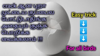 how to cure cracked egg || உடைந்த புறா முட்டையை சரி செய்வது எப்படி??? || pigeon egg care