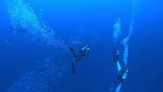 沖縄本島 最強ポイント トライアングルでドリフトダイビング！安定のハギタワー！ Drift Diving in the Triangle, Okinawa. GoPro11