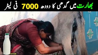 Benefits Of Donkey Milk/بھارت میں گدھے کا دودھ 7000 روپے فی لیٹر