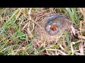 mother lark walking around the nest and search some small worms as lunch @birdslife00