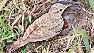 Mother lark walking around the nest and search some small worms as lunch @birdslife00