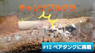 【チャンナプルクラ】#12 ベアタンクに挑戦