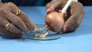 BIOLOGY | II PUC | LABORATORY | MITOSIS ON ONION ROOT TIP EXPERIMENT | S04