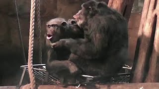 Chimpanzee lip-smacking offers clue to evolution of human speech