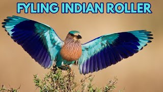 Indian Roller Bird |Telangana State Bird Palapitta |Dussehra Good Luck Bird |Dasara Bird |Pala Pitta