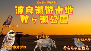 探鳥　渡良瀬遊水地・秋ヶ瀬公園　1月中旬、ベニマシコがアキニレの実を夢中で食す、ミヤマホオジロを初めて見た！イノシシも登場