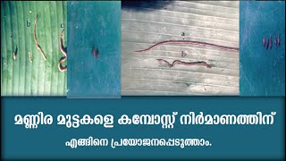 മണ്ണിര മുട്ടകളെ കമ്പോസ്റ്റ് നിർമാണത്തിന് എങ്ങിനെ പ്രയോജനപ്പെടുത്താം | Mannira Compost