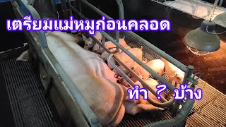 การจัดการ และการเตรียมแม่หมูก่อนคลอดทำยังไงบ้าง