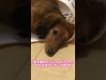 洗濯物カゴで寝る犬 shorts 犬 ダックス ダックスの日常 かわいい puppy dog