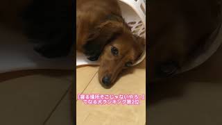 洗濯物カゴで寝る犬 #shorts #犬 #ダックス #ダックスの日常 #かわいい #puppy #dog