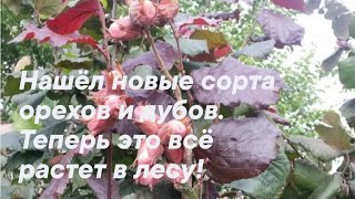 Осенние посадки дубов и орехов 2024 г. Новые виды! Кария, пекан, грецкие орехи, а также болотный дуб