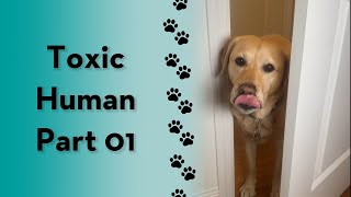 What funny ways are you “toxic?” #shorts #dog