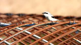 信州に珍鳥オオカラモズ飛来（４K）