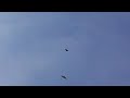 crow dive bombs a buzzard