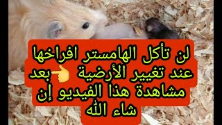 تغيير فرشة الهامستر بعد الولادة دون أن تأكل افراخها