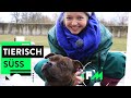 Dogs of Berlin - Tiere pflegen im Tierheim