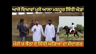 ਸਿੰਧੀ ਘੋੜਿਆਂ ਵਾਰੇ ਜਾਣਕਾਰੀ || information about sindhi horse || Shonki Sardar | horse information new