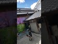 シェパード犬　まるで屋根の上が見えてるかのように駆けていく ボール遊び 屋根 キャッチャー オーバーハンドスロー