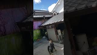 シェパード犬　まるで屋根の上が見えてるかのように駆けていく#ボール遊び#屋根#キャッチャー#オーバーハンドスロー