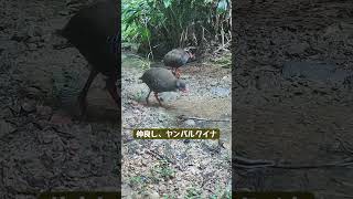 ▲沖縄の森の生き物ライブ配信中→【２羽で夕方の散歩。野生のヤンバルクイナ-20240824】 #shorts #沖縄 #ヤンバルクイナ #野鳥