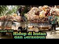 rijeki setelah kemarau panjang buah kelapa sawit panen melimpah warta petani muda hidup di hutan