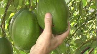 A07 Choquette avocado harvest in fall-winter