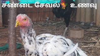 சேவல் தயார் மாவு அளித்தல்@sririyaanfarming9234