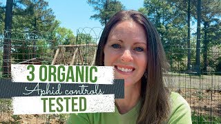 3 Organic Aphid Control Methods -- TESTED