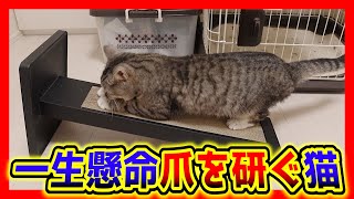 爪とぎを倒すと喜んで爪を研ぎまくる可愛い猫。