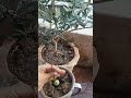 new way olive cutting grow in lemon short youtube