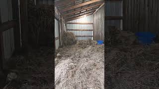 warm barn for the cows