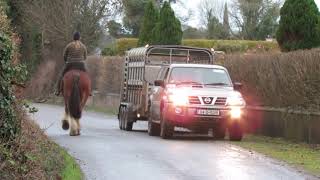 🇨🇮🐴Gentle, Fun, Safe, Weight carrier🐴🇨🇮