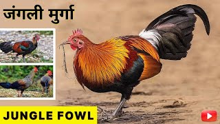 जंगली मुर्गा | Unveiling the 𝗝𝘂𝗻𝗴𝗹𝗲 𝗙𝗼𝘄𝗹 | Bird Species | Habitat #junglekiduniya