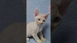 Simba Cream Mackerel Tabby and White Devon Rex Male Kitten Available Now | Purebred Kitties