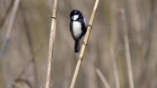 自然環境保全センター 自然観察園のシジュウカラ　その３６（4K60P動画）