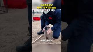 父母都是警犬，萌憨小警大训练日常。网友：没有一个步骤是它想做出来的 #萌宠 #萌宠出道计划 #萌宠成精了 #编制