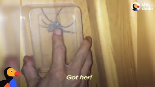 Huge Huntsman Spider in House Freed by Brave Mom | The Dodo