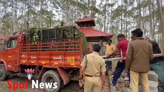 രാജമലയില്‍ കെണിയിൽ കുടുങ്ങിയ കടുവയ്ക്കു തിമിരം; കാട്ടിലേക്ക് തുറന്നുവിടില്ല