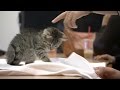 Uber offers 'kitten delivery service' to support cat shelters