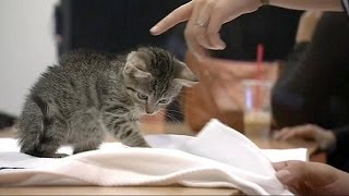 Uber offers 'kitten delivery service' to support cat shelters