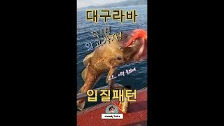 대구라바 입질패턴 정복! 짧고 굵은 입질파악법  #낚시 #fishing #대구낚시