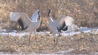 タンチョウ、雪中を舞う 北海道鶴居村