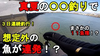 【神奈川県某所】真夏の〇〇釣りで想定外の魚が連発！？お盆休み期間中に、関東地方にある相模湾側に面している釣り場で、とある魚の調査釣行を数日間してみたら…！【2023年8月中旬】