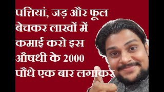 पत्तियां, जड़ और फूल बेचकर लाखों में कमाई करो इस औषधी के 2000 पौधे एक बार लगाकर