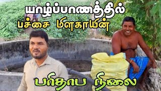 யாழ்ப்பாணத்தில் அதிரடியாக குறைந்த மரக்கறி விலை | Jaffna #jaffna