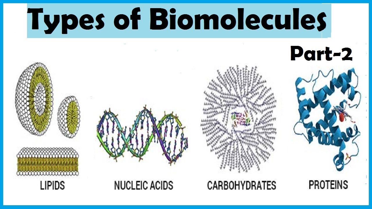 4 Types Of Biomolecules