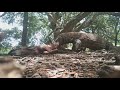 Komodo Dragons Eat buffalo carcasses